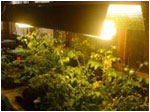 tomato plants under mini nova reflector