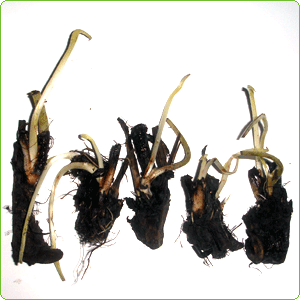 5 Comfrey Root Cuttings