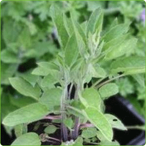 comfrey plant